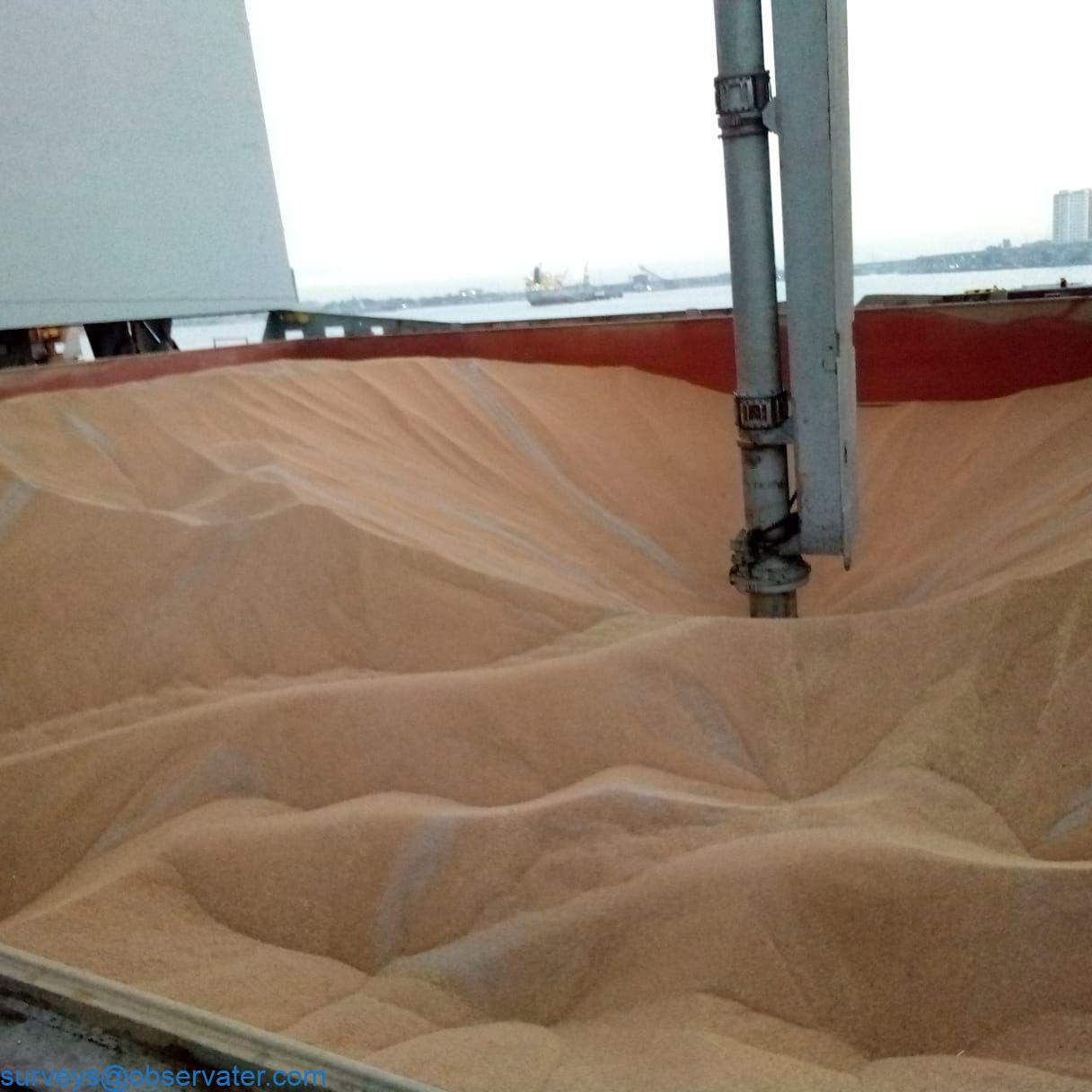 Surveyor climbing ladder on a ship